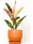 Alacalı Kauçuk Bitkisi-Curvy Terra Cotta Saksılı- 30-40 cm-Ficus Elastica Tineke 1