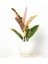 Alacalı Kauçuk Bitkisi-Curvy Beyaz Saksılı- 30-40 cm-Ficus Elastica Tineke 1