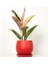 Alacalı Kauçuk Bitkisi-Curvy Kırmızı Saksılı- 30-40 cm-Ficus Elastica Tineke 1
