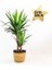 Yucca - Hasır Saksılı Lane Siyah - 2 Gövdeli 100-120 cm 1