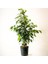 Ficus Benjamina Danielle Benjamin Bitkisi 100-120cm 1