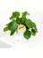 Baby Pilea Peperomioides - Mini Çin Para Bitkisi-İthal 1