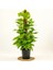 Potos -Salon Sarmaşığı - Epipremnum (Aureum) - 100-120cm 1