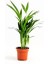 Areka Palmiyesi-Areca Dypsis Lutescens-İthal-30-40 cm 1