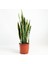 Paşa Kılıcı-Sansevieria Laurentii XL-70-90 Cm-Özel Ürün 1
