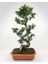 Ficus S Bonsai 140-160 Cm 1