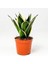 Fidan Burada Lotus Bodur Paşa Kılıcı - Sansevieria Trif. Lotus Hahnii 1