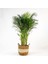 Areka Palmiyesi- Beyaz Hasır Saksılı - Areca Dypsis Lutescens- 120-140cm 1