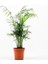 Dağ Palmiyesi - Chamaedorea Elegans 40-50cm 1