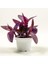 Mor Telgraf Çiçeği Tradescantia Purple Passion 1