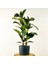 Ficus Elastica Kauçuk Ruby Antrasit Saksılı 80-100 Cm 1