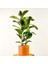 Ficus Elastica Kauçuk Ruby Terra Cotta Saksılı 80-100 Cm 1
