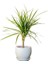 Dracaena Marginata-Tek Gövdeli Curvy Beyaz Saksılı 40-60cm 1