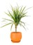 Dracaena Marginata-Tek Gövdeli Curvy Terra Cota Saksılı 40-60cm 1