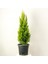 LİMON SERVİ (Cupressus Macrocarpa Goldcrest) 100cm 1