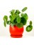 Pilea Peperomioides Kırmızı Curvy Saksılı - Çin Para Bitkisi 1