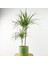 Dracaena Marginata 2 Gövdeli Ruby Mint Yeşili Saksılı 100-120cm 1