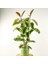 Ficus Elastica Tineke Ruby Mint Yeşili 2 Gövdeli 120-140cm 1