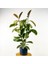 Ficus Elastica Tineke Ruby Antrasit Saksılı 2 Gövdeli 120-140cm 1
