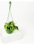 Maranta Kerchoveana - Askılı Saksıda - Dua Çiçeği-İthal 30 Cm 1