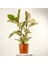Alacalı Kauçuk Bitkisi-Ficus Elastica Tineke- 2 Gövdeli 120-140cm 1
