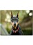 Cakatablo Kırmızı Tasmalı Doberman Flu Arkaplan 1