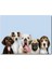 Cakatablo Sevimli 5 Köpek Portre Gökyüzü Arkaplan 1