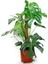 Monstera Yosun Gövdeli Deve Tabanı 80-100 cm 1