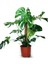 Monstera Yosun Gövdeli Deve Tabanı 80-100 cm 2