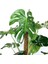 Monstera Yosun Gövdeli Deve Tabanı 80-100 cm 3