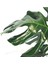 Monstera Yosun Gövdeli Deve Tabanı 80-100 cm 4