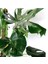 Monstera Yosun Gövdeli Deve Tabanı 80-100 cm 5