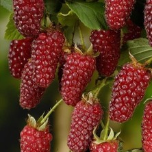 Tayberry Ithal Kırmızı Böğürtlen Fidanı, Torbada