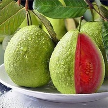 Berke Fidancılık 2 Yaş Kırmızı Guava Fidanı, Torbada