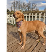 Utd Pet Street Fularlı Köpek Boyun Tasması