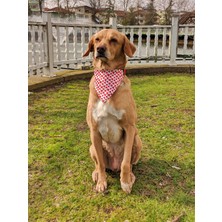 Utd Pet Watermelon Fularlı Köpek Boyun Tasması