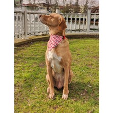 Utd Pet Watermelon Fularlı Köpek Boyun Tasması