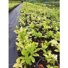 Taflan Fidesi 5-10 Cm, Potta, 3 Adet