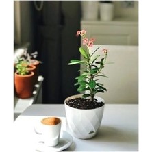 Megaw 6 Adet  Yakamoz Saksı 22 cm 454