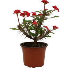 Akdoğa Euphorbia Milli Dikenler Tacı Kırmızı Çiçekli 20CM Iç Mekan Dekoratif Bitki