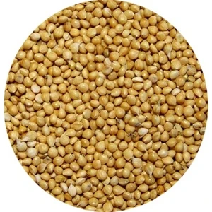 Malatya Yem Sade Muhabbet Kuşu Yemi-Sarı Darı - 25 kg