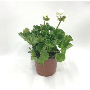 My Botanik Sardunya Çiçeği-Beyaz 20-25 cm