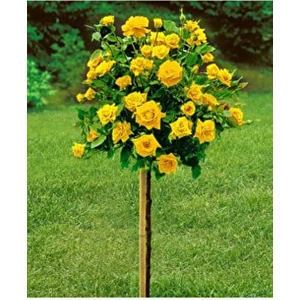 Olimpos Tarım 3 Adet Tüplü Baston Gül Fidanı (Sarı) 1 Yaşında 20-25cm