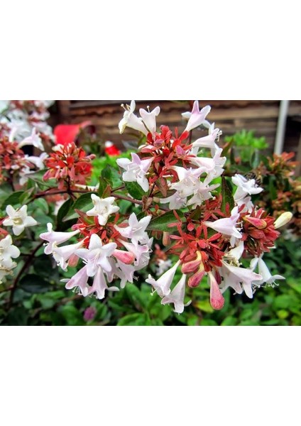 10 Adet Abelya Çiçeği (Güzellik Çalısı) 30-50 Cm Abelia Chinensis