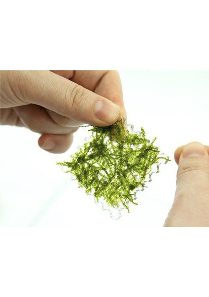 Aquarium Balık Tankı Için Dikdörtgen Su Bitki Yosun Ped 5x8 cm (Yurt Dışından) indirimleri