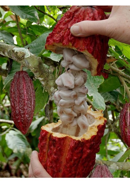 Honduras Kakao Çekirdeği 200 gr