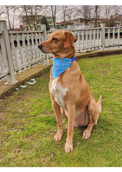 Goldie Fularlı Köpek Boyun Tasması modelleri