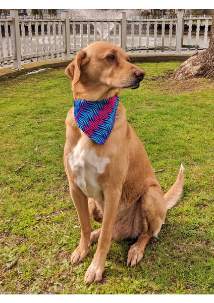 Turkuaz Fularlı Köpek Boyun Tasması