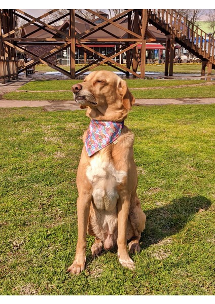 Donut Fularlı Köpek Boyun Tasması