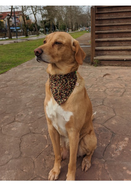 Camouflage Fularlı Köpek Boyun Tasması